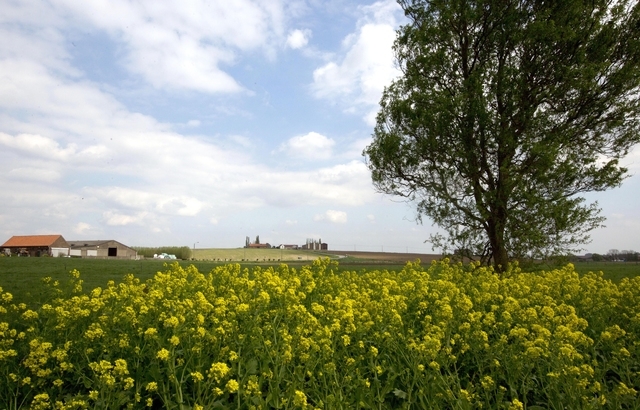 In this Friday, April 11, 2014 photo, wildflowers bloom on the road the road from Mesen to Wulvergem, Belgium. Mesen, previously named Messines, was the site of fierce battles on Messines Ridge. T ...