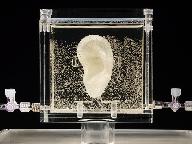 Undated picture shows an ear made of human cells grown from samples provided from a distant relative from Dutch artist Vincent van Gogh, in the center for art and media in Karlsruhe, Germany, Tues ...