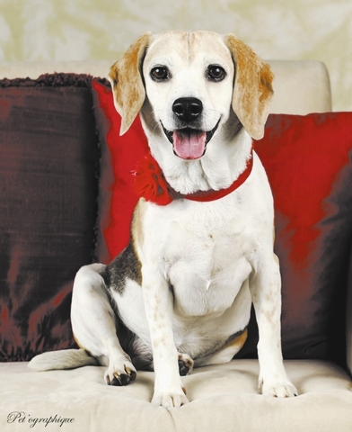 Alley Mcbeagle, Southern Nevada Beagle Rescue
Alley McBeagle is a 9-year-old tricolor female beagle. Her owners dumped her on relatives who love her but could not take care of her. She is a sweet ...