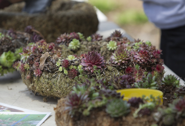 Ed Hille/McClatchy-Tribune News Service
The textural rosettes, subtle colors, and quirky features of tiny succulents lend themselves to creating unusual and prized wreaths.