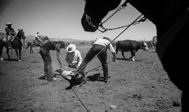 Branding at the Twin Creek Ranch, located about 200 miles north of Las Vegas, on Wednesday, June 4, 2014. The Fallini family has been operating the ranch for five generations.
(Jeff Scheid/Las Veg ...
