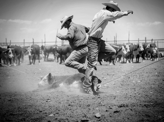Pook Hoots, left, and Ty Berg jump over a calf during branding at the Twin Creek Ranch, located about d 200 miles north of Las Vegas as seen Wednesday, June 4, 2014. The Fallini family has been op ...