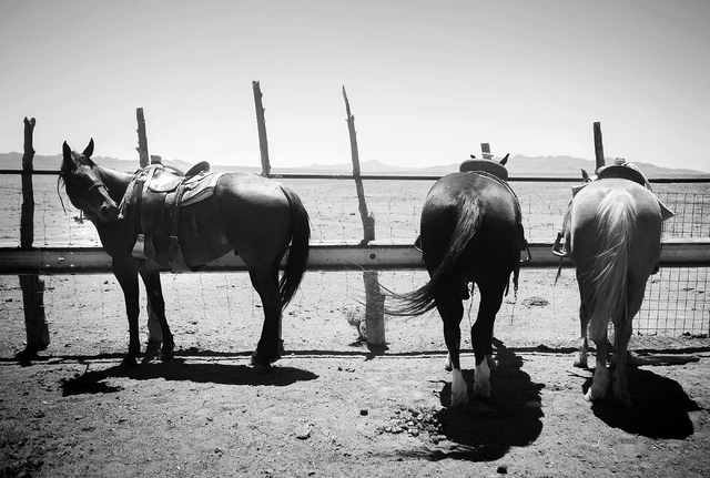 Horses as seen during branding at the Twin Creek Ranch, located about  200 miles north of Las Vegas as seen Wednesday, June 4, 2014. The Fallini family has been operating the ranch for five genera ...