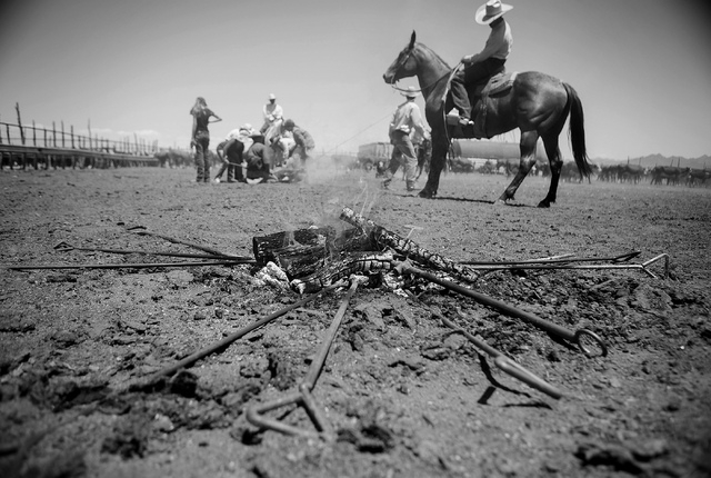 Branding at the Twin Creek Ranch, located about  200 miles north of Las Vegas as seen Wednesday, June 4, 2014. The Fallini family has been operating the ranch for five generations.
(Jeff Scheid/La ...