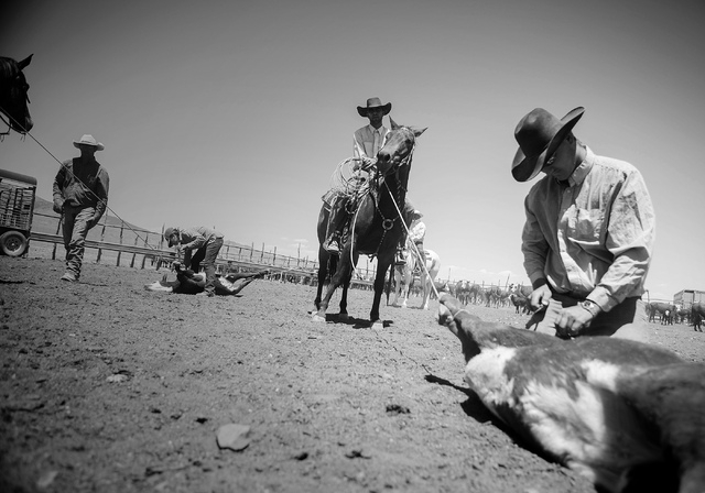 Nate Easterday waddles a calf during branding  at the Twin Creek Ranch, located about  200 miles north of Las Vegas as seen Wednesday, June 4, 2014. The Fallini family has been operating the ranch ...