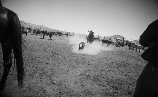 Branding at the Twin Creek Ranch, located about  200 miles north of Las Vegas as seen Wednesday, June 4, 2014. The Fallini family has been operating the ranch for five generations.
(Jeff Scheid/La ...