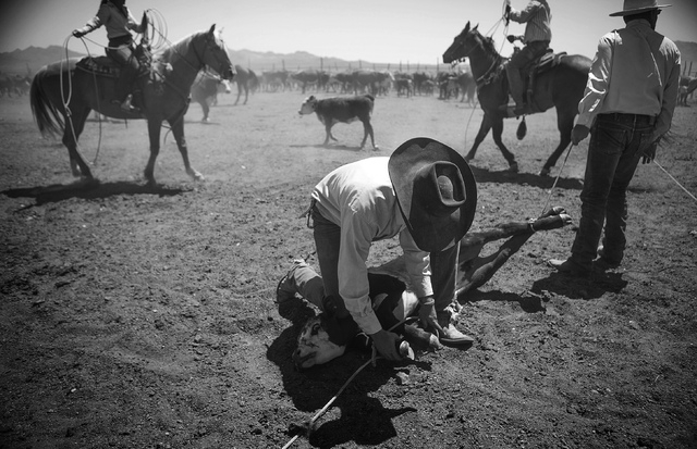 Branding at the Twin Creek Ranch, located about  200 miles north of Las Vegas, on Wednesday, June 4, 2014. The Fallini family has been operating the ranch for five generations.
(Jeff Scheid/Las Ve ...
