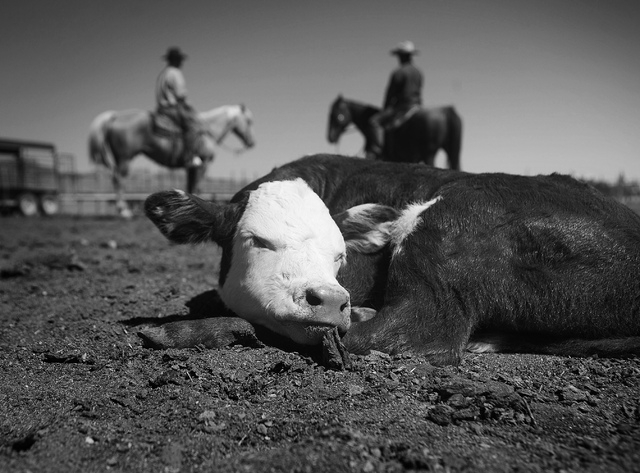 A young calf as seen Wednesday, June 4, 2014 during branding at Twin Creek Ranch, located about  200 miles north of Las Vegas. The Fallini family has been operating the ranch for five generations. ...
