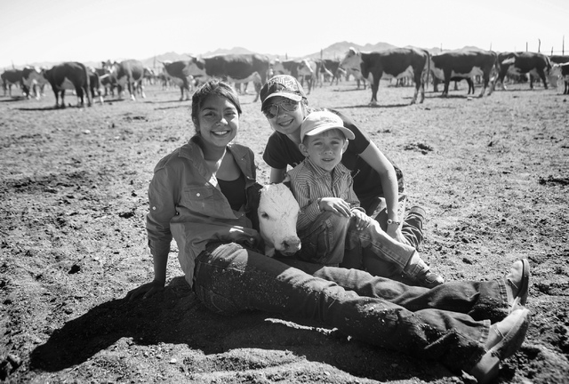 Sage Berg, 14, her step brother Giovanni Berg, 6, and cousin Rheanna Jackson,14 sit with a calf during branding at the Twin Creek Ranch, located about 200 miles north of Las Vegas on Wednesday, Ju ...