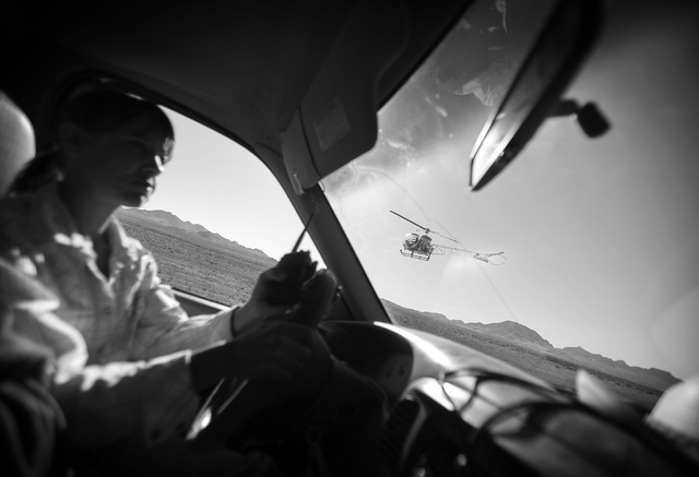 Corrina Fallini Jackson operates a four-wheel drive while her dad Joe Fallini flies a helicopter while gathering cattle at the family's Twin Creek Ranch, located about 200 miles north of Las Vegas ...