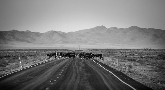 Cattle belonging to  Twin Creek Ranch, located around 200 miles north of Las Vegas, cross State Route 375 on Wednesday, June 4, 2014. The Fallini family has been operating the ranch for five gener ...