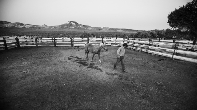 Nate Easterday walks a horse at the Twin Creek Ranch, located about  200 miles north of Las Vegas as seen Wednesday, June 4, 2014. The Fallini family has been operating the ranch for five generati ...