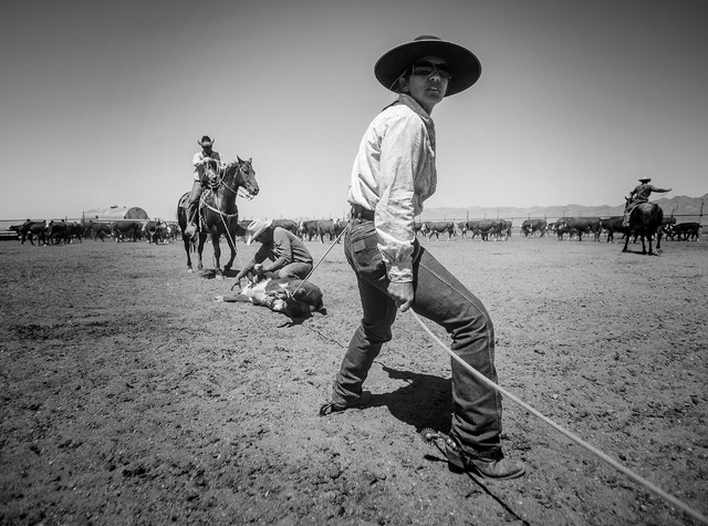 Anna Fallini Berg during calf branding at the family's Twin Creek Ranch, located around 200 miles north of Las Vegas as seen Tuesday, June 3, 2014. The Fallini family has been operating the ranch  ...