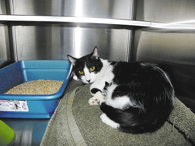 Bobby: Paws 4 Love    Bobby is a 9-month-old male black and white domestic shorthair. This sweet young man has been trying to stay alive during his short life. He is a good boy who loves to play a ...