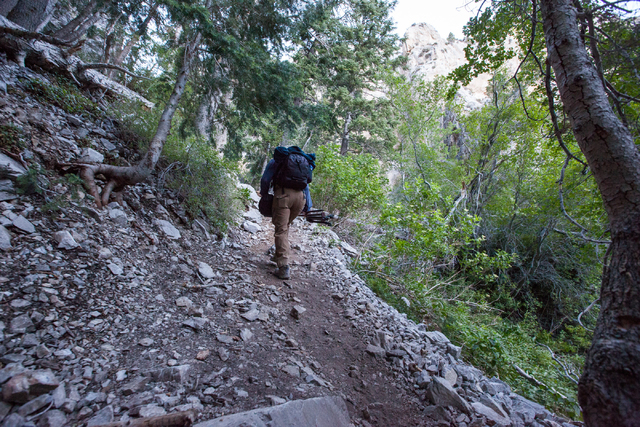 Fred Bell carries his sound recording equipment while hiking up Fletcher Canyon at Mount Charleston on Thursday, June 19, 2014. Bell goes to various areas to record the sounds of nature, usually f ...