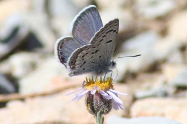 Mount Charleston Blue Butterfly, Plebejus shasta (Photo courtesy Corey Kallstrom/U.S. Fish and Wildlife Service)