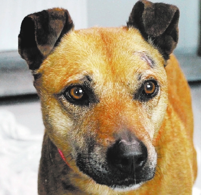Ruby: The Animal Foundation    I’m Ruby (I.D. No. A779973), a 9-year-old spayed female Australian cattle dog mix who wants to be part of your family. I enjoy morning walks and late afternoon bel ...