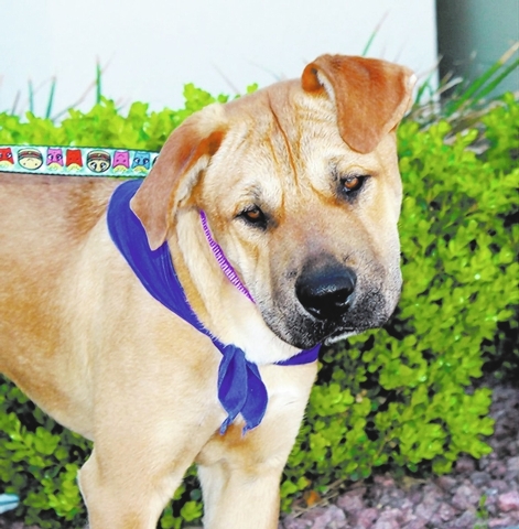 Reno, Animal Network
This is Reno, an 8- to 10-month-old German shepherd mix. Reno was rescued from the local shelter and is currently in a foster home, learning a lot. He is playful and loves eve ...