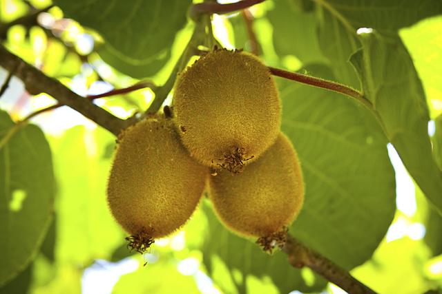 Thinkstock
Kiwi can handle Southern Nevada's hot, arid conditions, but doesn't do well in alkaline desert soils, cold winter temperatures and windy weather.
