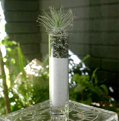 Cindy McNatt/McClatchy-Tribune News Service
This small tillandsia simply sits atop layers of sand and gravel.