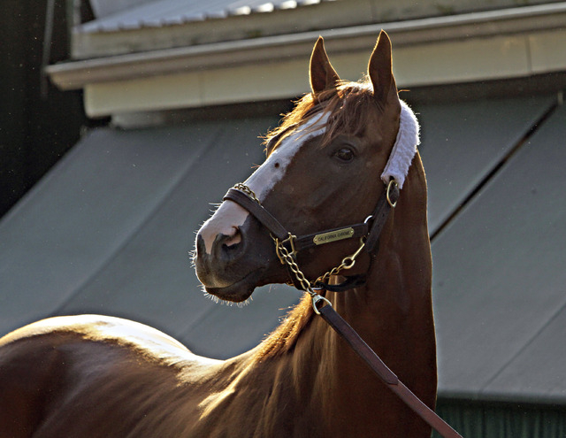 Kentucky Derby and Preakness Stakes winner California Chrome is is the current favorite in the Horse of the Year pool at The Wynn Las Vegas sports book. (AP Photo/Garry Jones)