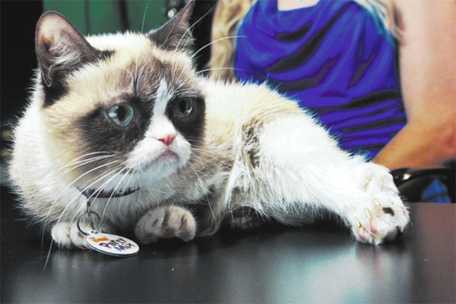 Grumpy Cat's Death Marks the End of the Joyful Internet