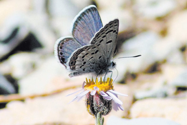 Mount Charleston blue butterfly, Plebejus shasta (Courtesy/Corey Kallstrom, U.S. Fish and Wildlife Service)
