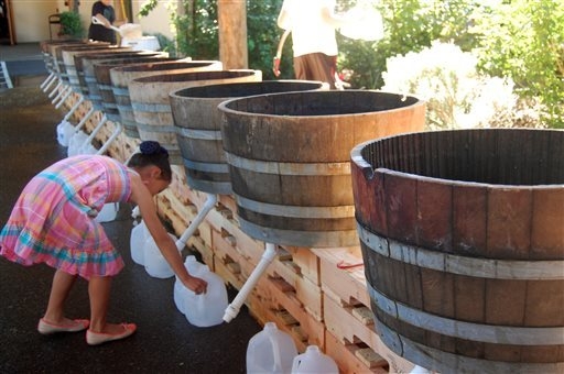 A participant readies the collection jugs for a grape stomp on Saturday, Sept. 20, 2014 at the Willamette Valley Vineyards in Turner, Ore. The annual Grape Stomp draws hundreds of people to this w ...