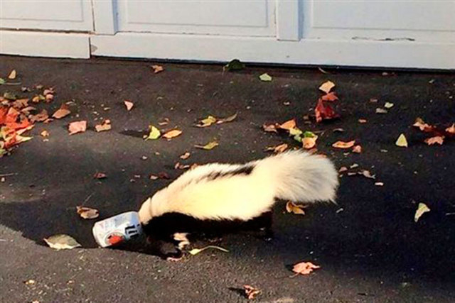 A skunk with its head stuck in a beer can wanders near a fraternity house at Miami (Ohio) University in Oxford, Ohio, on Sunday, Sept. 14, 2014. An animal control officer was able to free and rele ...