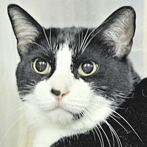 Charlie, Happy Home Animal Sanctuary
My name is Charlie. I’m a 6-year-old tuxedo boy. I’m neutered and current on my shots. I like to play, and I am attentive and lovable. I get along with oth ...