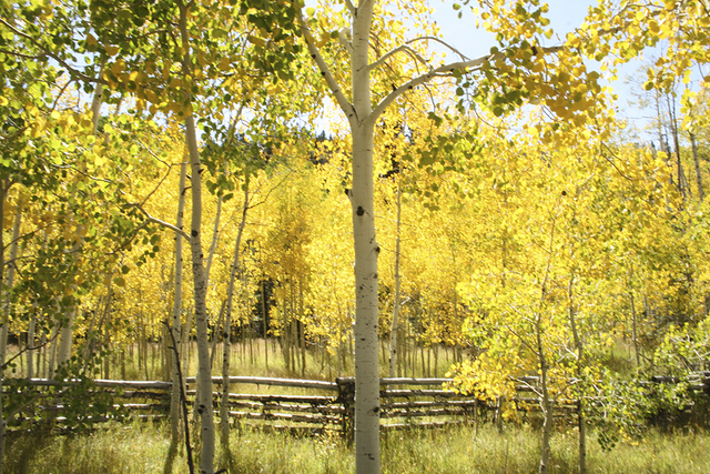 The fall foliage season has started in Southern Utah and, depending where you go, runs into early November. (DEBORAH WALL/SPECIAL TO VIEW)