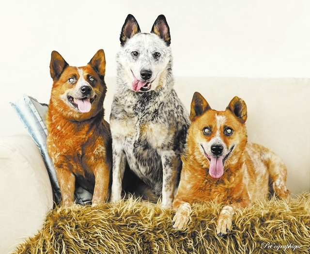 Bella, Bear & Tres, Nevada SPCA
We are mother, son and daughter, a magically bonded trio seeking a hero. Though we cannot see, we help one another and move around surprisingly well, even playing b ...