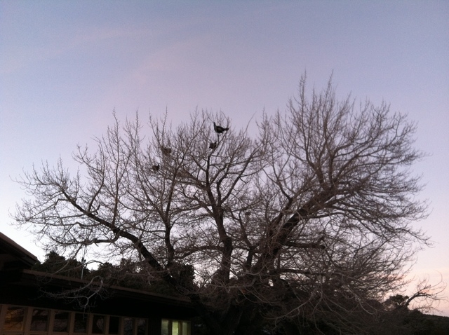 Turkeys roost in a tree at Great Basin National Park's Lehman Caves visitor center at dusk in January. It was the birds' regular roosting spot for much of the winter, which made for quite a mess o ...