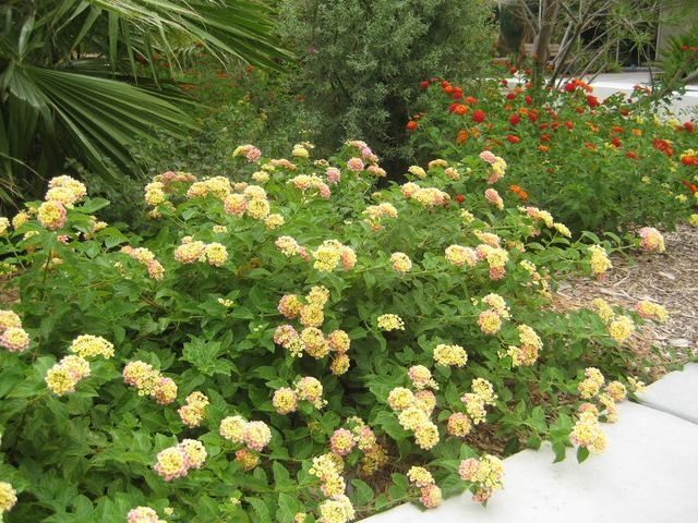 University of Nevada Cooperative Extension Master Gardeners plan a garden tour at 10 a.m. Sept. 20 at the Lifelong Learning Center, 8050 Paradise Road. Gardeners are set to discuss plants, how to ...