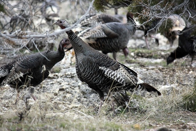 Wild turkeys root for food at Great Basin National Park in this picture taken in March. State wildlife officials released the nonnative birds outside the park to establish a population for hunters ...
