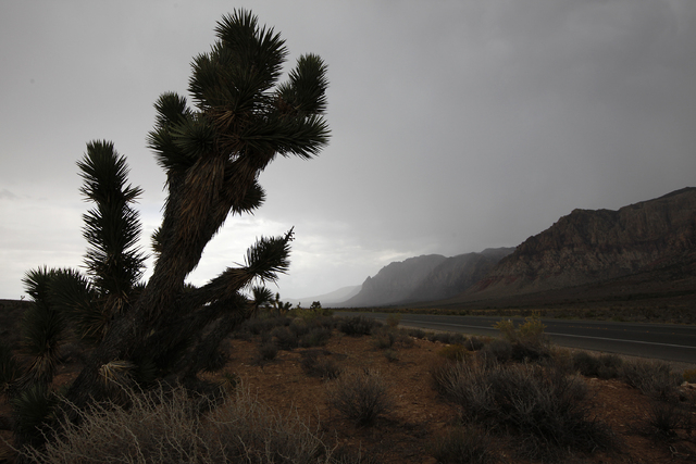 Cars travel along on State Route 157 during a rain shower in Red Rock National Conservation Area on Sunday, Sept. 7, 2014. Rain and wind swept through the valley as the remnants of tropical storm ...