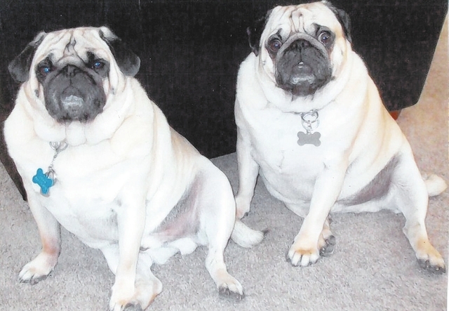 Anita Wohl of Las Vegas had this to say about her pugs: “My two pugs like to pose exactly the same. No relation — one was born in New York, and one was born in Las Vegas. They like to be doubl ...