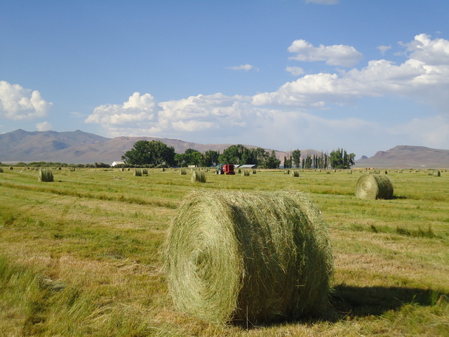 Hay bales in a field at Ninety-Six Ranch in March of 2010. (Courtesy Kris Stewart)