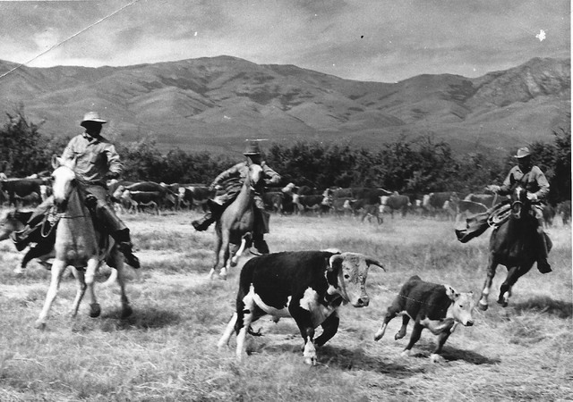 In an undated photo from the 1950s, ranchers, from left, Albert Skedaddle, Les Stewart and Gus Ramasco chase cattle at the Ninety-Six Ranch in Humboldt County. (Courtesy Kris Stewart)