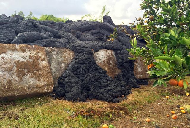 This Oct. 30, 2014 photo from the U.S. Geological Survey shows lava near the leading edge of the flow oozing over a concrete slab and towards a tangerine tree before solidifying near the town of P ...