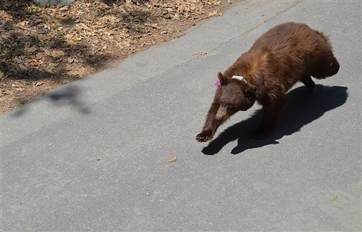 In this April 2014 photo provided by the Yosemite Conservancy is a bear with a GPS tracking collar in Yosemite National Park, Calif. Keeping wild black bears in Yosemite National Park away from hu ...