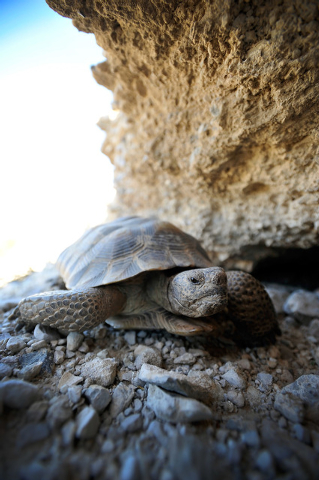 A desert tortoise crawls free after being released into the desert near Primm on Friday, Oct. 10, 2014. The Desert Tortoises Conservation Center which housed the tortoise, relocated its final 53 t ...