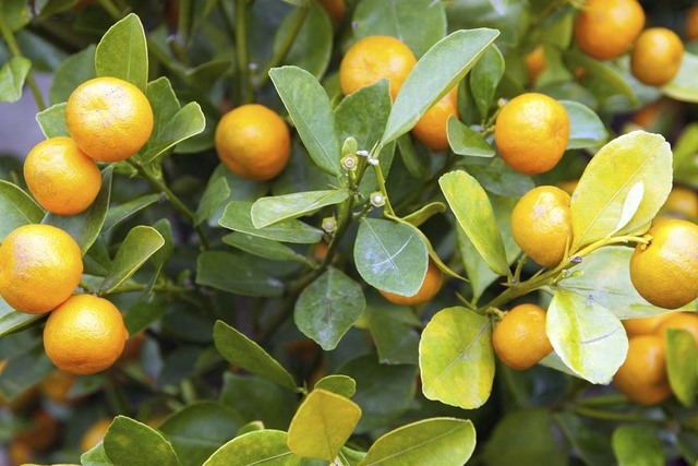 Which fruit trees are best suited to Las Vegas climate?, Bob Morris, Local
