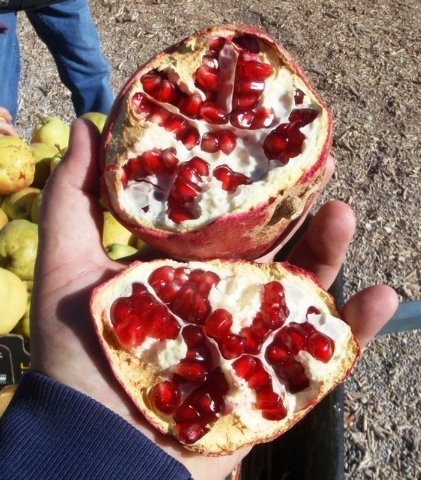 Ripe pomegranate seeds aren't always red, Home and Garden