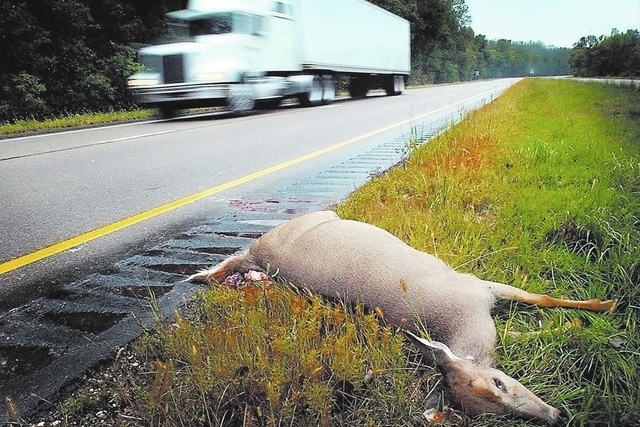 A big rig passes a deer killed in a collision with a car along U.S. Highway 169 near St. Peter, Minn. In Nevada, observers say such sights could be avoided if communities put more effort into meas ...