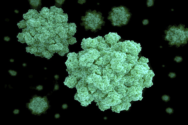New Mexico health officials say cases of norovirus are on the rise in the state. (Thinkstock)