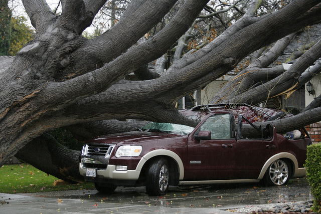 An SUV is crushed by a large oak tree during a storm  in San Jose, Calif., on Thursday, Dec. 11, 2014. No injuries were reported. A powerful storm churned through Northern California Thursday, kno ...