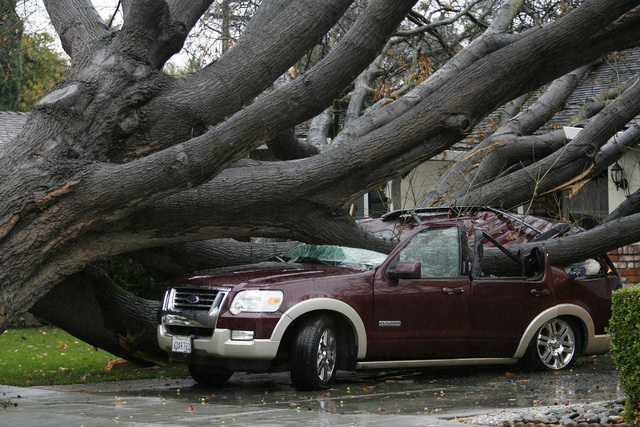An SUV is crushed by a large oak tree during a storm in San Jose, Calif., on Thursday, Dec. 11, 2014. No injuries were reported. A powerful storm churned through Northern California Thursday, kno ...