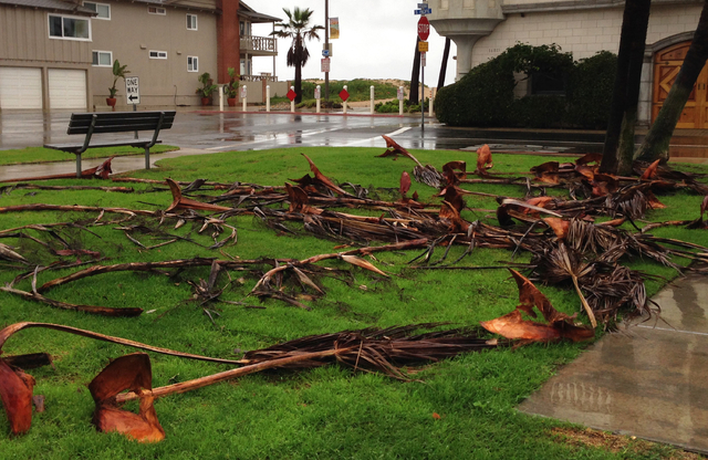 Palm fronds torn from trees by a storm sweeping through Southern California lie on the ground at Sunset Beach on Friday, Dec. 12, 2014. A dangerous storm system blamed for two deaths in Oregon, th ...