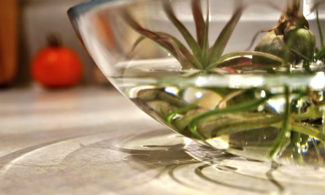 Thinkstock
Soaking an air plant (tillandsia) in a bowl overnight a few times every week, the plant will easily survive most any office or home climates.